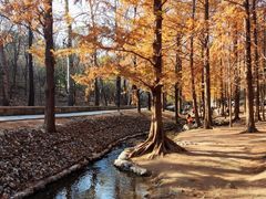 -白水寺森林公园