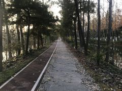 -合肥滨湖国家森林公园