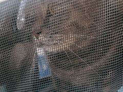 -四月宠物医院·猫专科·心脏专科·内科(转塘店)
