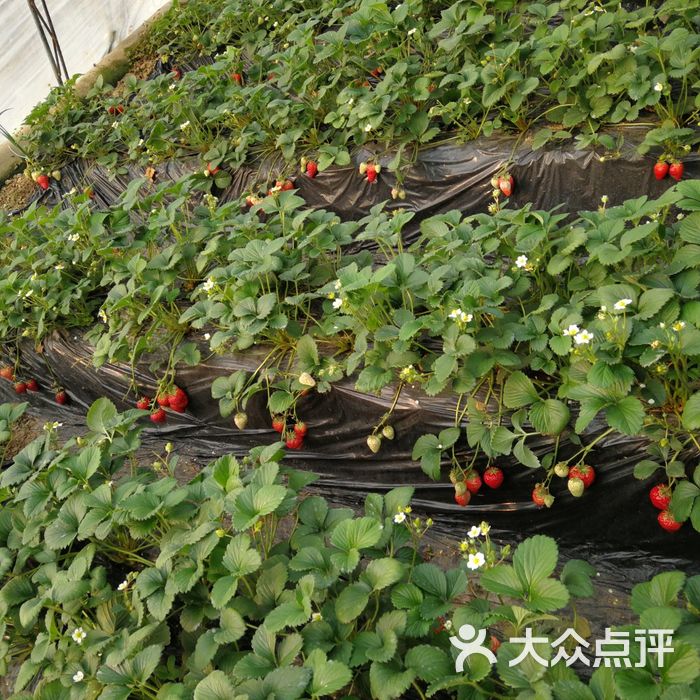 旺旺草莓采摘园图片-北京采摘/农家乐-大众点评网