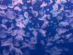 -江和美海洋公园