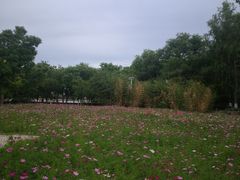 -莲花池公园