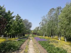 -永定河休闲森林公园