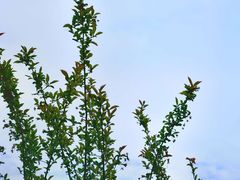 -四川大学(华西校区)