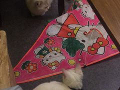 -猫色咖啡·猫咖