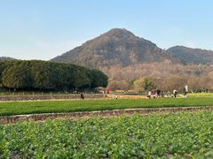-八卦田遗址公园