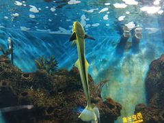 -石家庄海洋公园