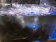 -本炙炭烤·蒲烧活鳗料理店(金沙洲店)