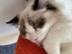 -猫腻·猫咖·撸猫馆(星光大道店)