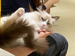 -藏猫猫咖啡主题馆(中央大道店)