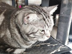 -平行世界·猫咖(首经贸店)