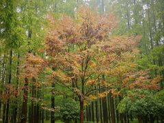 -黄海国家森林公园