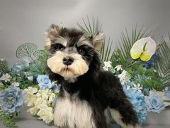 -BABIT巴比特宠物(MOMOPARK店)