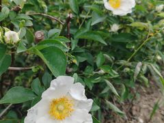 -昆山城市生态森林公园