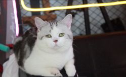 -众刺纹画·纹身·穿孔饰品·海娜定制