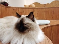 -有猫主题·治愈系猫咖(曾厝垵店)