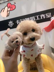 -卡门舞蹈