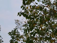 -重庆中央公园(渝北区)