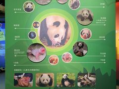 -中国大熊猫保护研究中心雅安碧峰峡基地