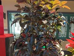 -胖老汉新疆特色椒麻鸡(南门店)