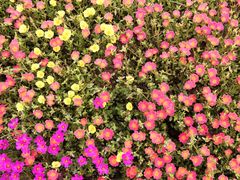 -85度C(南京珠江华海店)