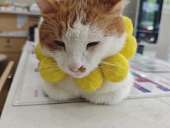 -瑞鹏宠物医院·超声·骨科·奇麟分院(蜀都万达店)