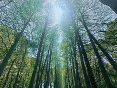 -上海滨江森林公园