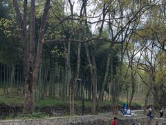 -东明山森林公园