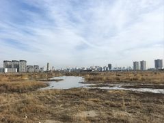 -皇粮浜湿地公园