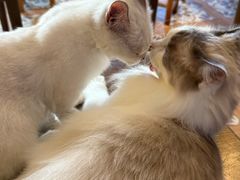 -猫猫幼稚园·撸猫·桌游·电玩