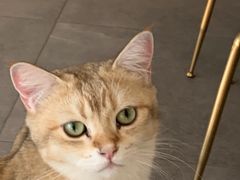 -飞行喵MR PILOT|猫舍·猫咖(静安大融城店)