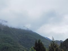 -卧龙中华大熊猫苑神树坪基地