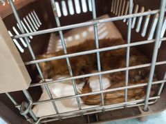 -萌兽医馆·犬猫专科·眼科中心·宠物医院(朝阳门分院)