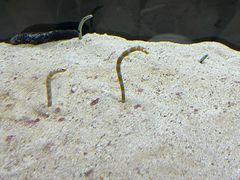 -大阪海游馆