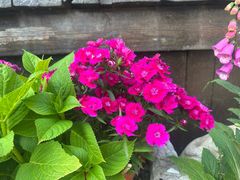 -慢丽江·云南野生菌土鸡锅(西山店)