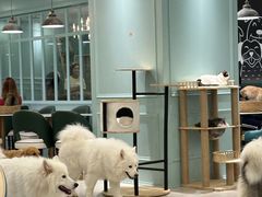 -安格丽娜·狗咖·猫咖羊驼咖(春熙路百盛商场店)