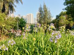 -五缘湾湿地公园
