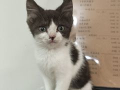 -楼上猫咖(罗湖店)