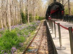 -合肥滨湖国家森林公园