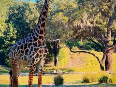 -奥兰多迪士尼动物王国乐园