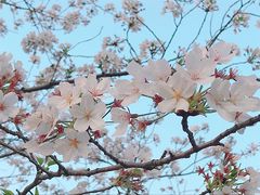 -顾村公园