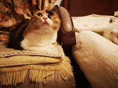 -北京赛佳动物医院