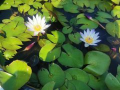 -南宁良凤江国家森林公园