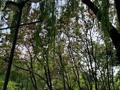 -莲花池公园