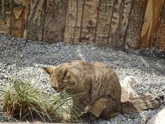 -青藏高原野生动物园