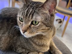 -喵园·猫主题咖啡厅·撸猫·猫咖(国贸店)