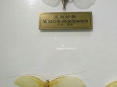 -上海昆虫博物馆