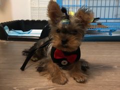 -翊宠yipet猫狗购宠庄园犬舍•猫舍