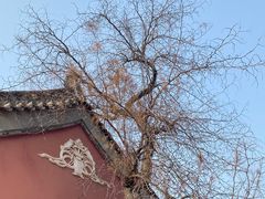 -长春观