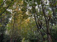 -上海吴淞炮台湾国家湿地公园